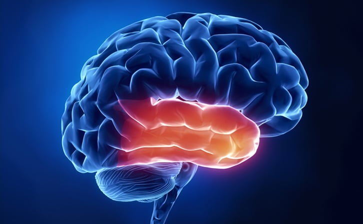 Temporal Lobe Function Location And Structure 2646